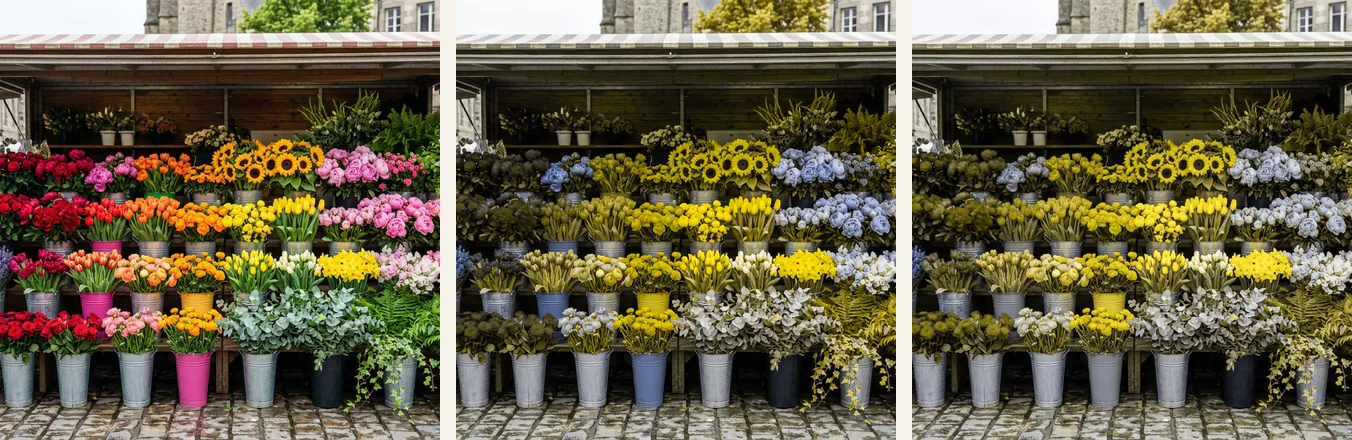 Le même étal de fleuriste en trois versions : vision normale, protanopie, puis deutéranopie, où les rouges, les oranges et les verts se rapprochent en tons jaunâtres et kaki