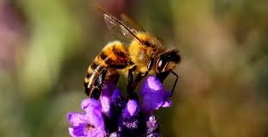 Abeille — 5 types de cônes, dont un sensible aux ultraviolets