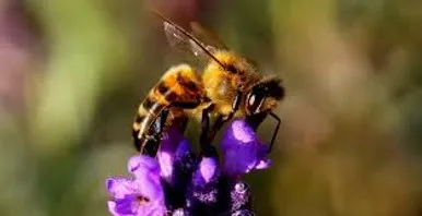 Abeille — trichromate comme nous, mais avec un jeu de cônes décalé vers les courtes longueurs d'onde