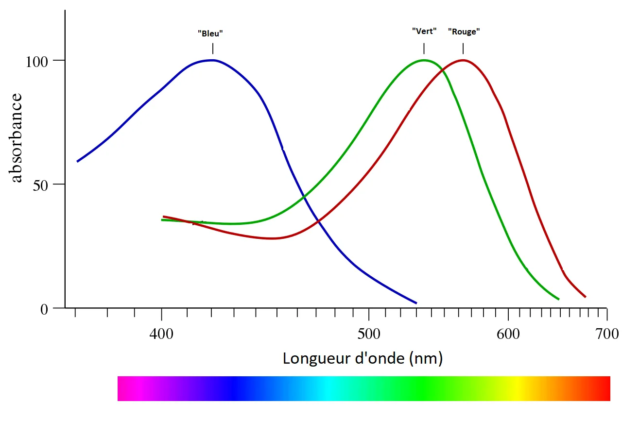 Sensibilité spectrale des trois types de cônes