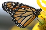Papillons — 5 types de cônes