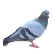 Pigeon — 5 types de cônes