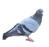 Pigeon — 4 types de cônes confirmés, un 5e évoqué mais non confirmé