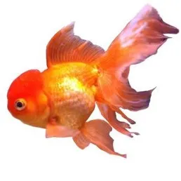 Poisson rouge — 4 types de cônes