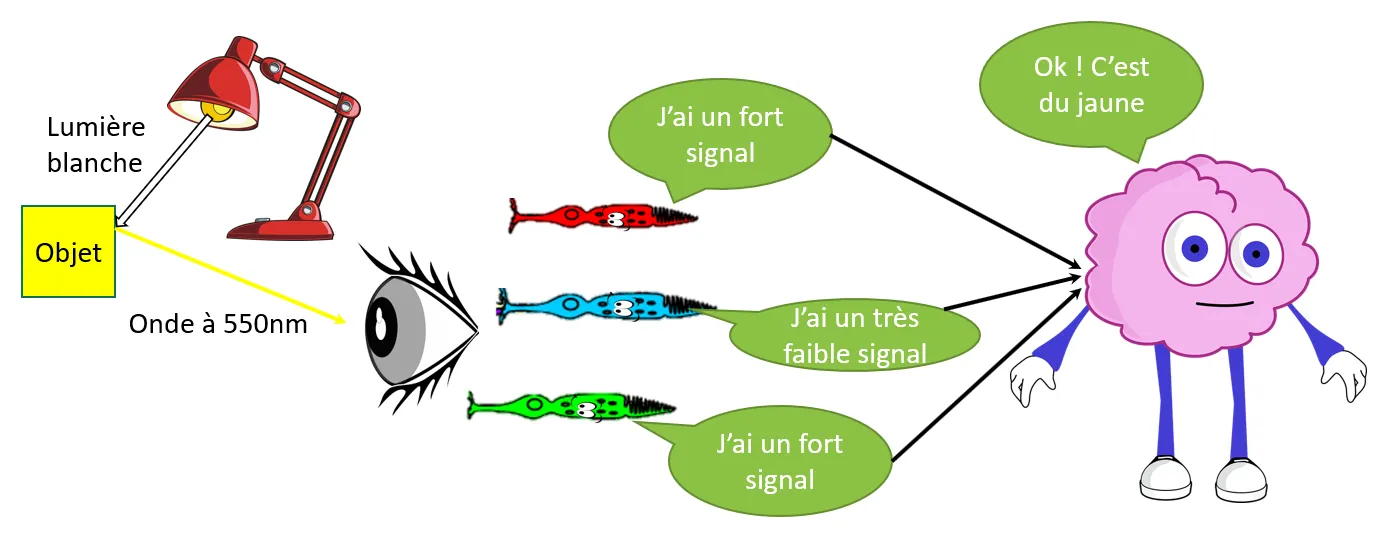 De la lumière au cerveau — traitement du signal couleur