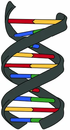Représentation de l'hélice ADN