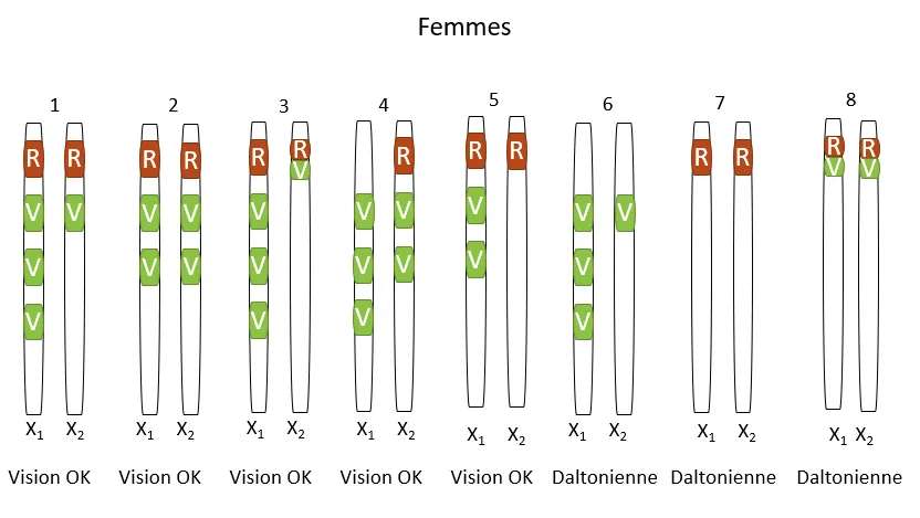 Configurations chromosomiques possibles chez les femmes