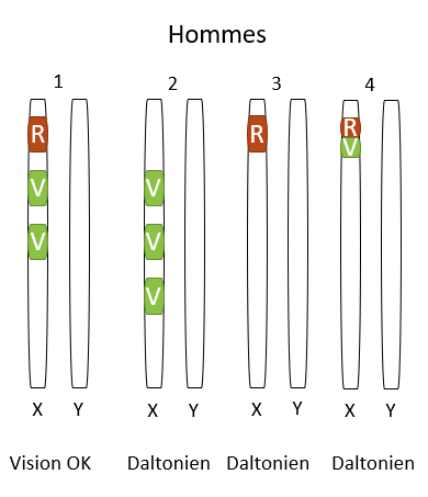 Configurations chromosomiques chez les hommes (à titre comparatif)