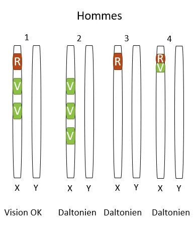 Configurations chromosomiques chez les hommes (à titre comparatif)