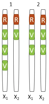 Configurations génétiques possibles pour les femmes (saine, porteuse, daltonienne)