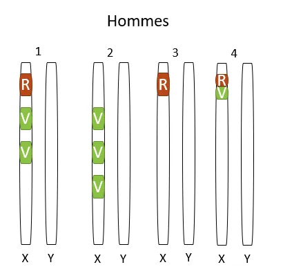 Configurations génétiques possibles pour les hommes