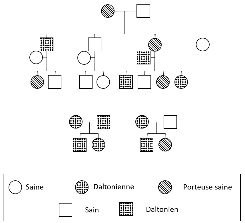 Arbres généalogiques à répartition parfaite